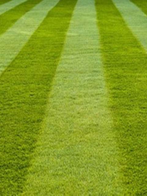 10 Tips for a Greener Lawn