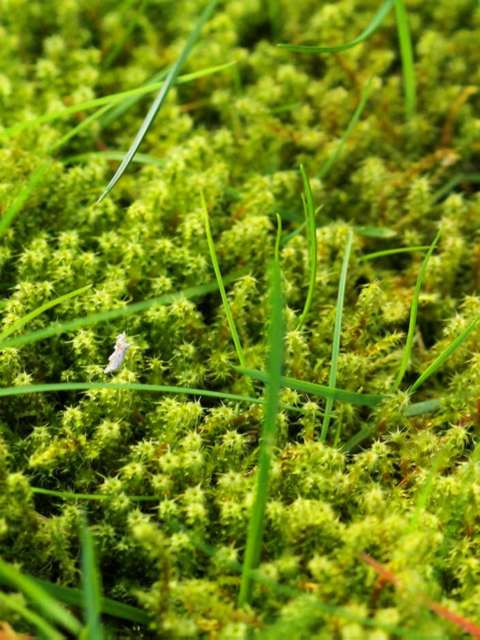 Moss Treatment Handy Andy Lawn Care