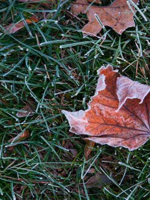 Grass Cutting in Winter: The Pros and Cons