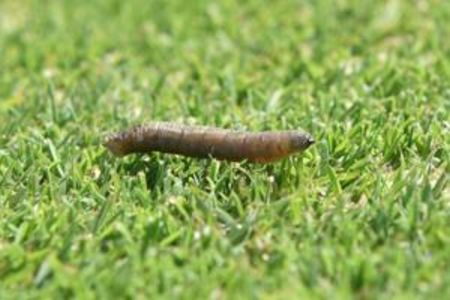 leatherjacket treatment Waterlooville